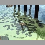 Foreshore
