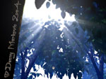 Light, Awaken